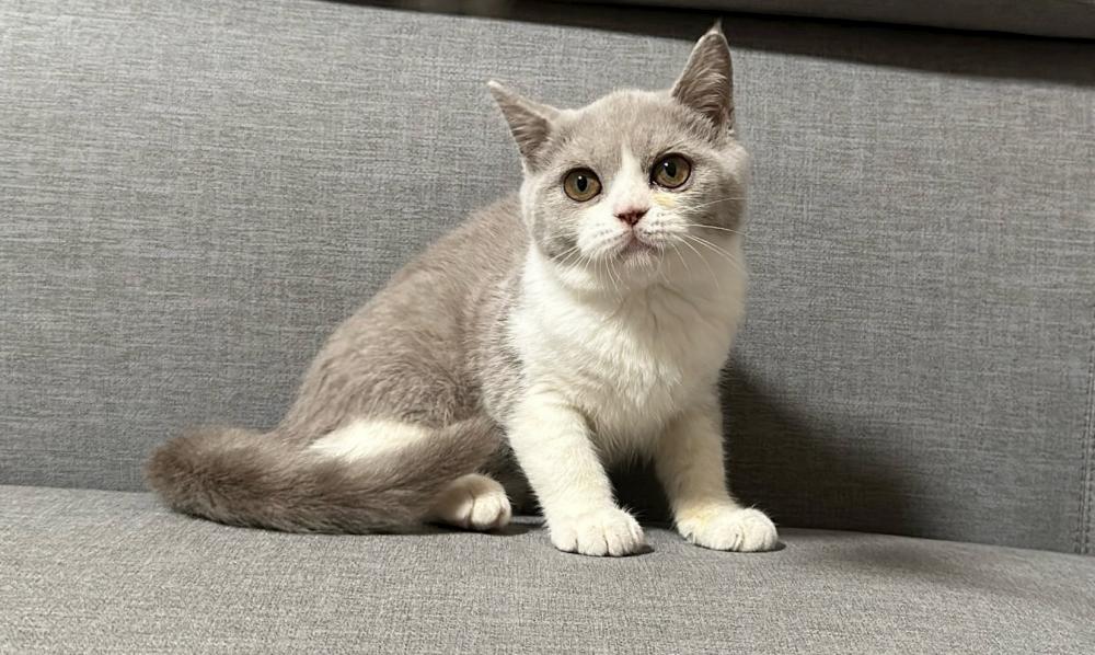 【已有家長】紫丁香賓