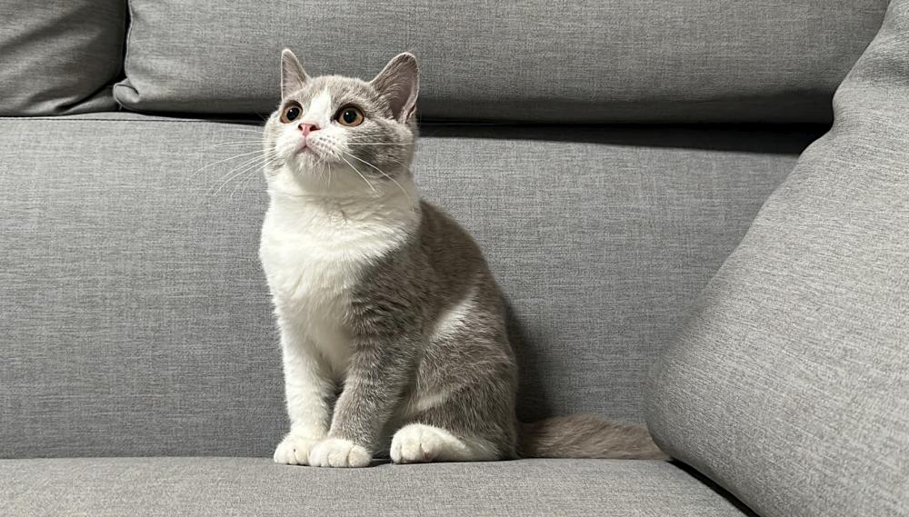 【已有家長】紫丁香賓士英短妹妹(二妹)