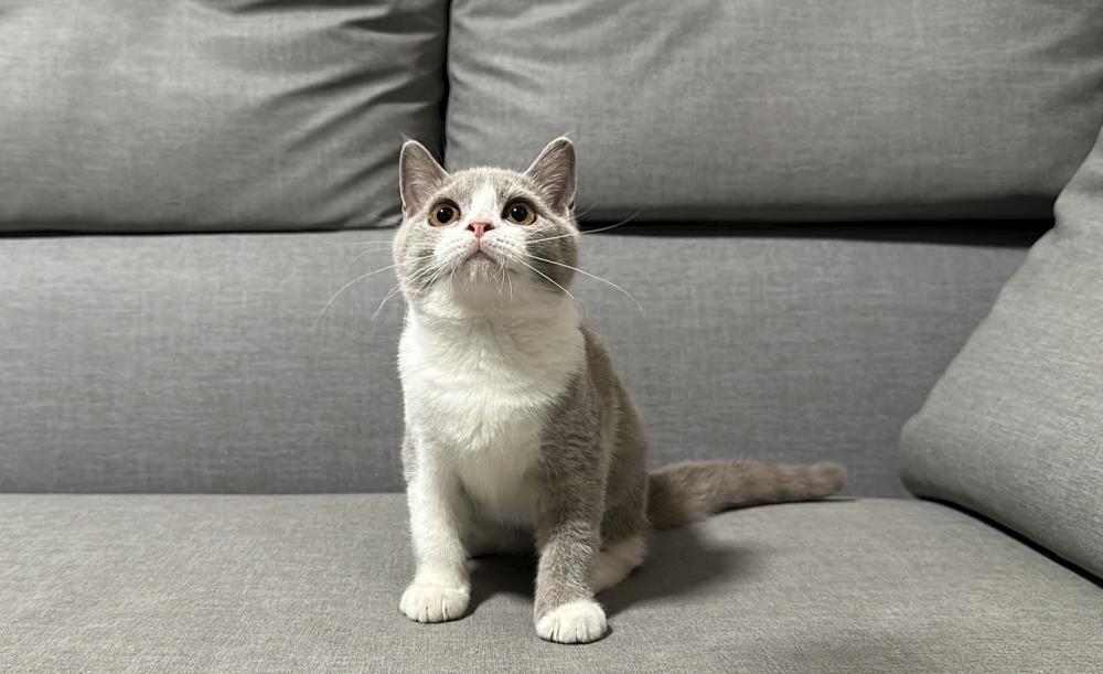 【已有家長】紫丁香賓士英短妹妹(二妹)