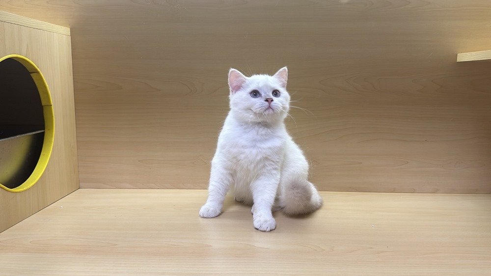 【已有家長】紫金點漸層妹妹