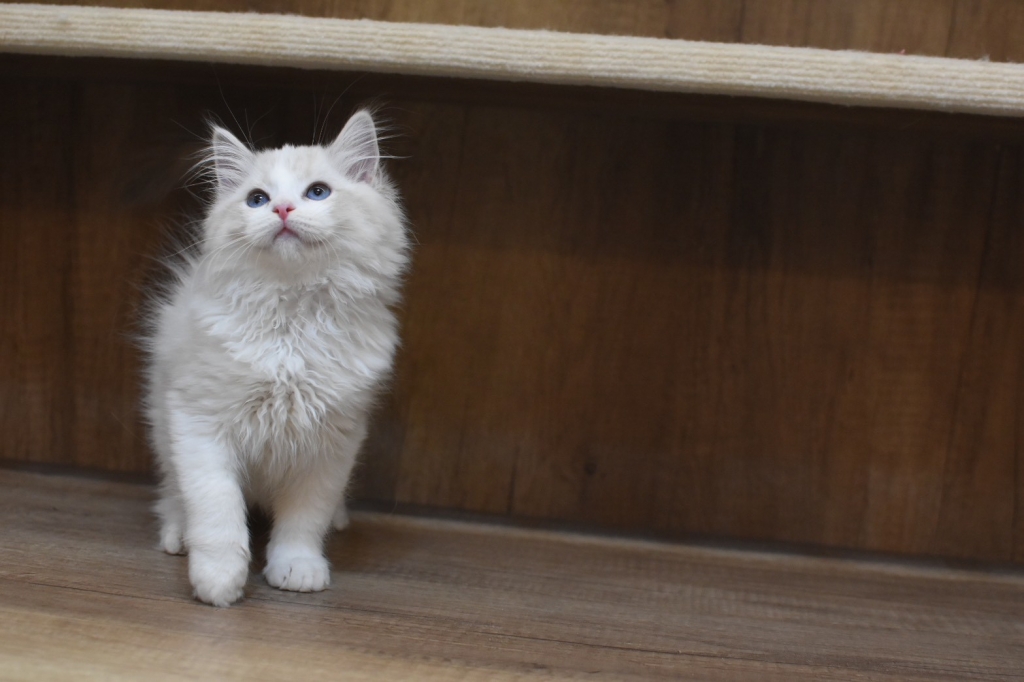 0916 布偶貓  藍山貓妹妹 $70000