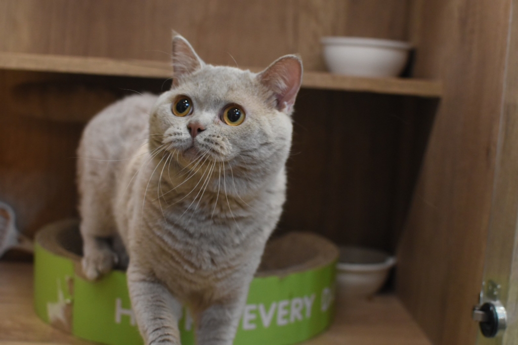 114.02.03 紫丁香英短 弟弟 $20000