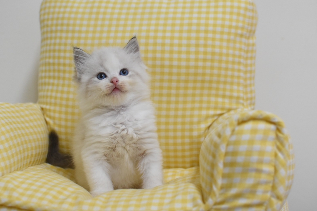 1023 海豹雙色 弟弟-2 $35000