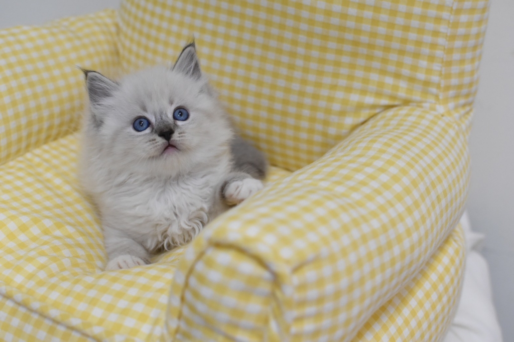 1023 藍山貓紋重點 弟弟 $28000