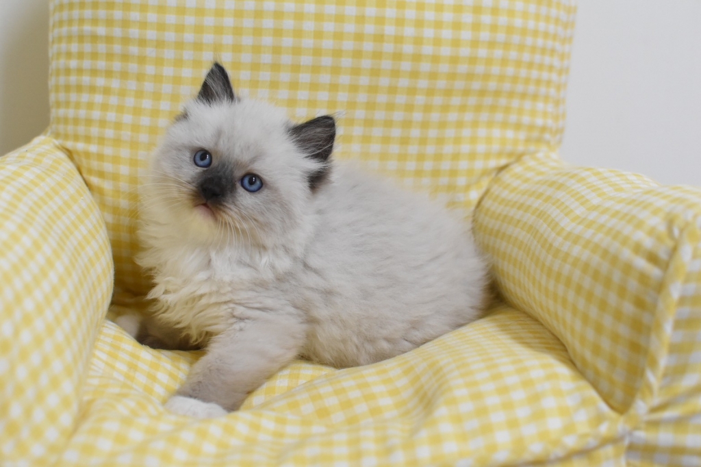 1023 重點色 弟弟 $25000