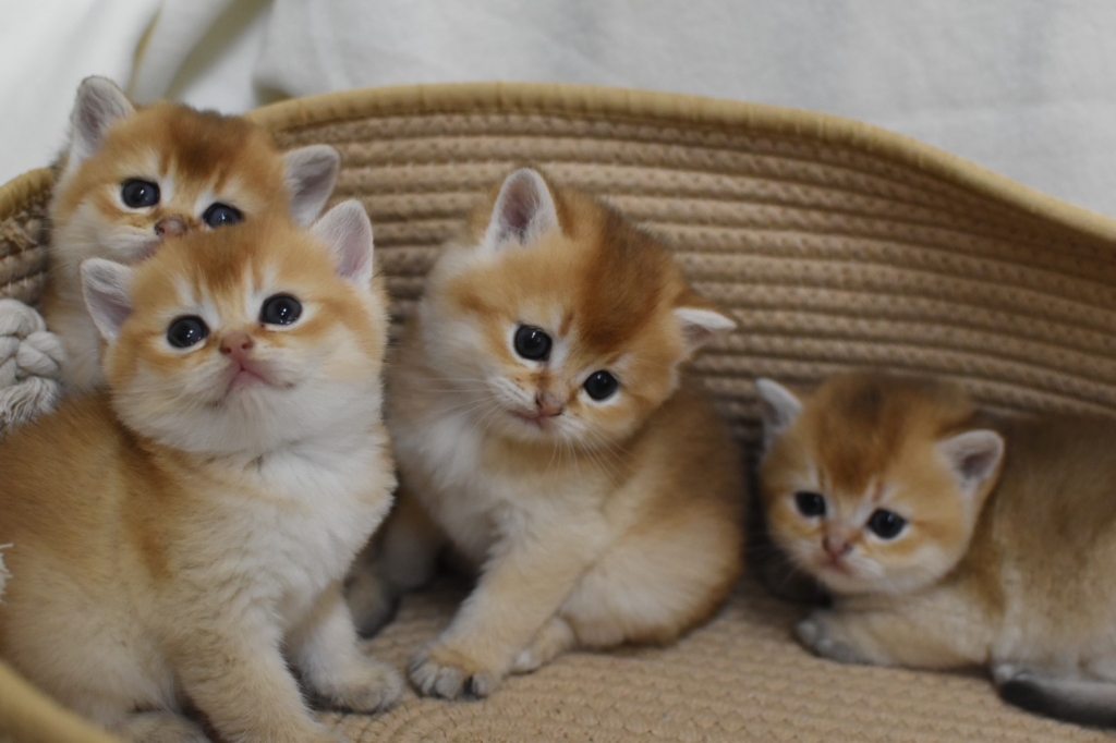 1105 金漸層 小金豆 哺乳中