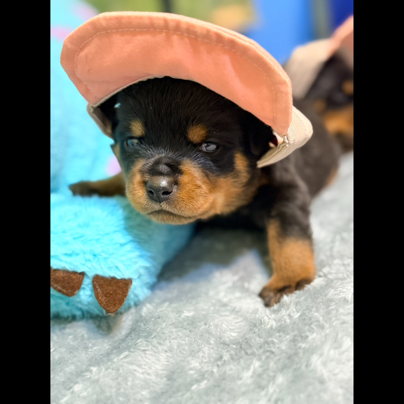 洛威拿幼犬