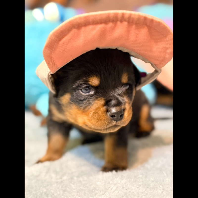 洛威拿幼犬