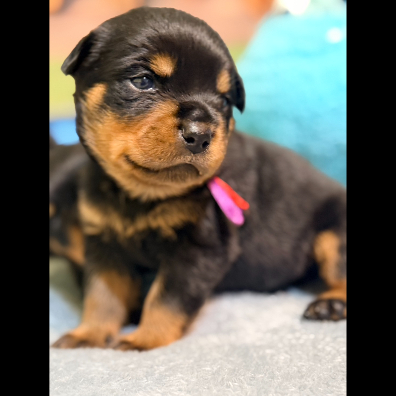洛威拿幼犬