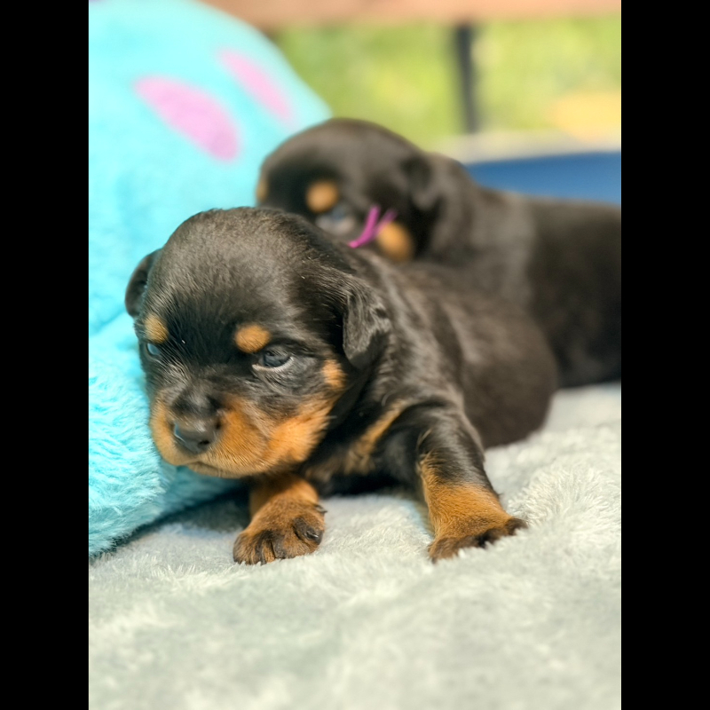 洛威拿幼犬