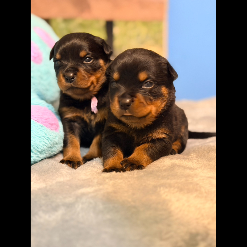 洛威拿幼犬