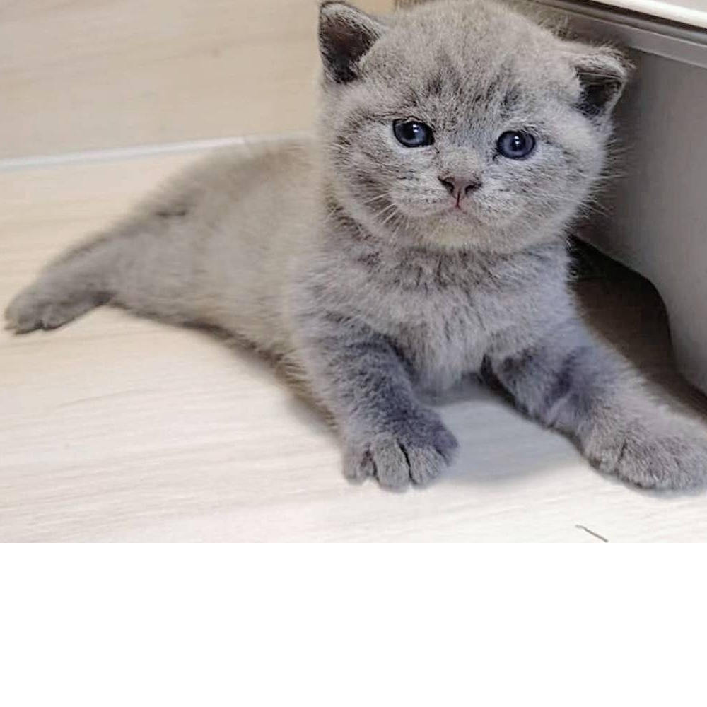 純藍妹妹(已找到家)