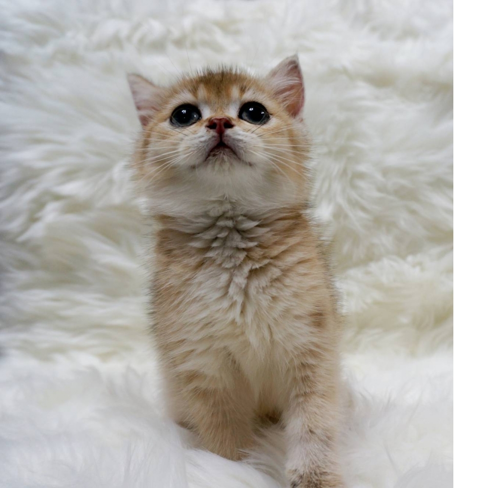 金漸層弟弟(已找到家)