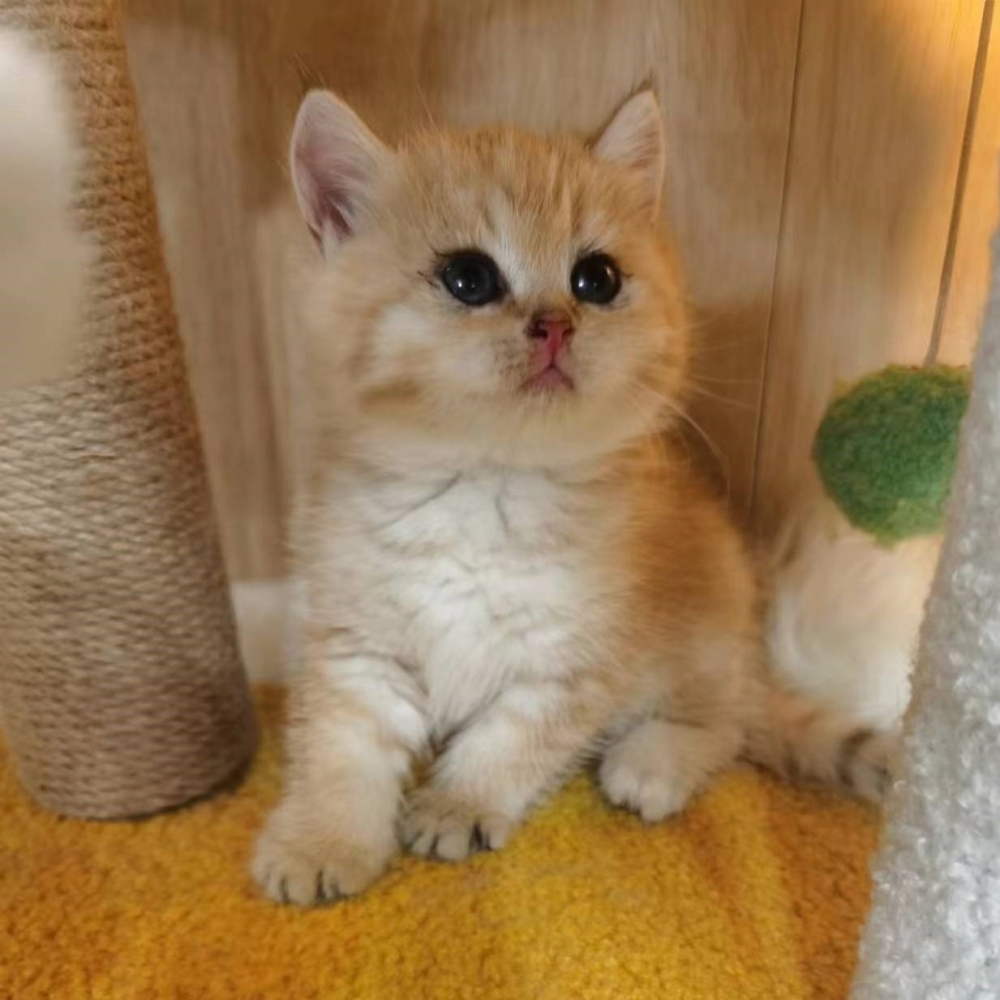 金漸層弟弟(已有家）