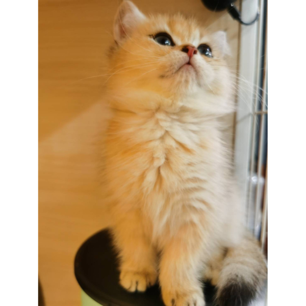 金漸層妹妹(已有家)