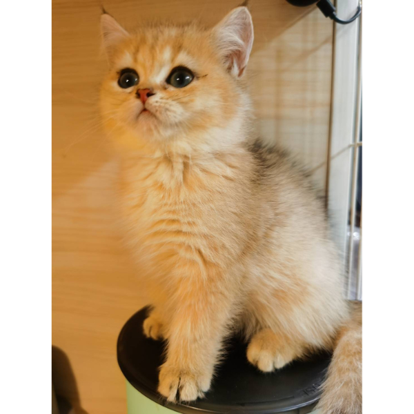 金漸層妹妹(已有家)