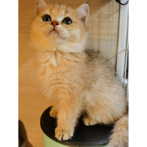 金漸層妹妹(已有家)