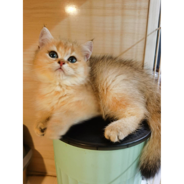 金漸層妹妹(已有家)