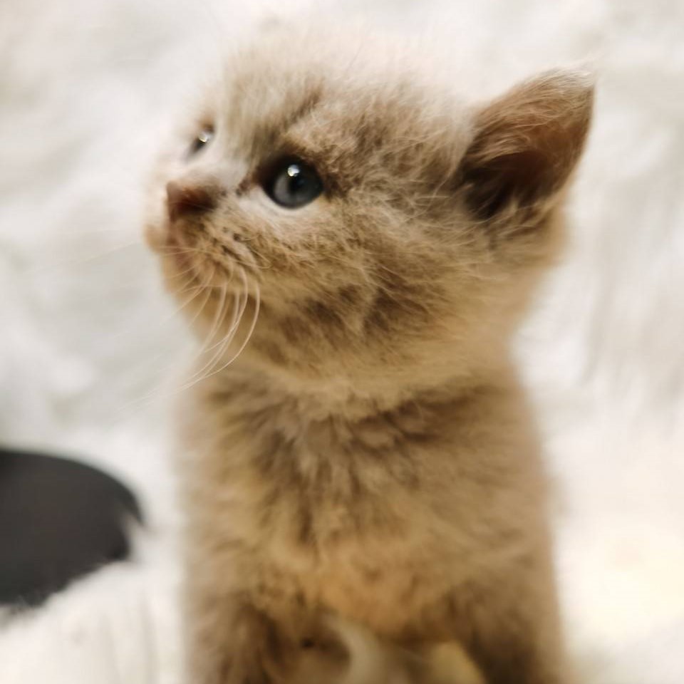 丁香弟弟(已有家）