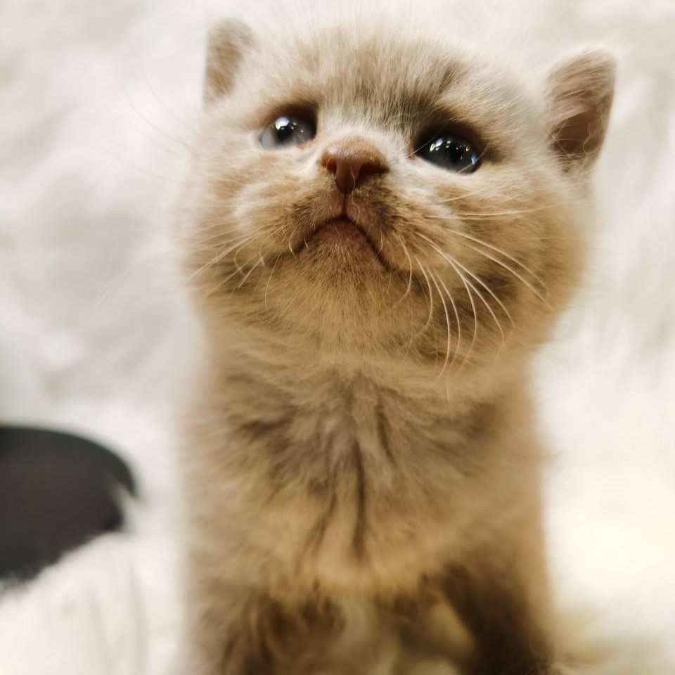 丁香弟弟(已有家）