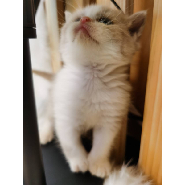 丁香賓士妹妹(已有家)