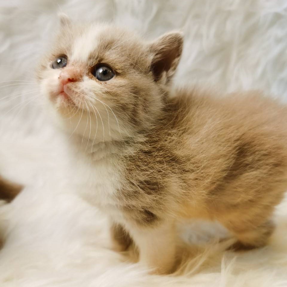 丁香賓士妹妹(已有家)