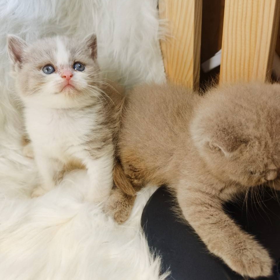 丁香賓士妹妹(已有家)