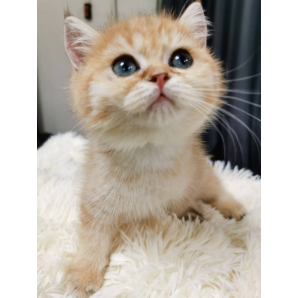 金漸層弟弟(已有家）