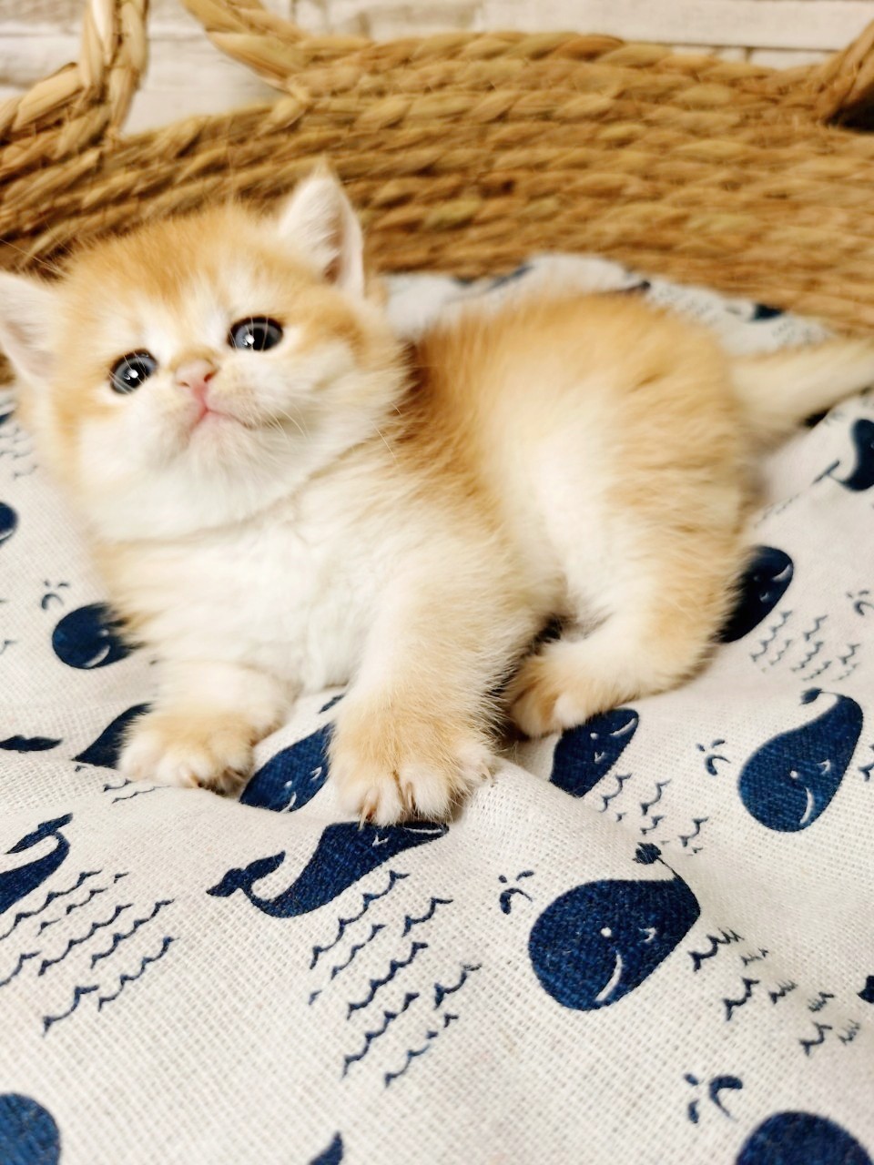 12色金漸層妹妹（已有家）