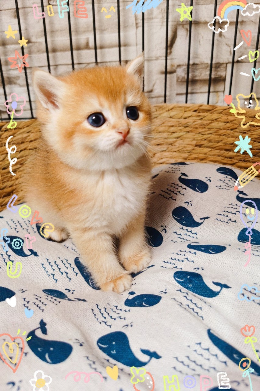 12色金漸層弟弟(已有家)