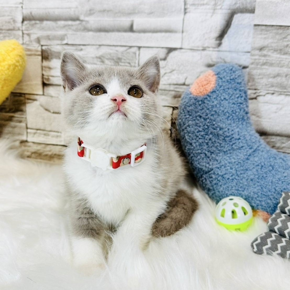 丁香賓士妹妹(已有家)