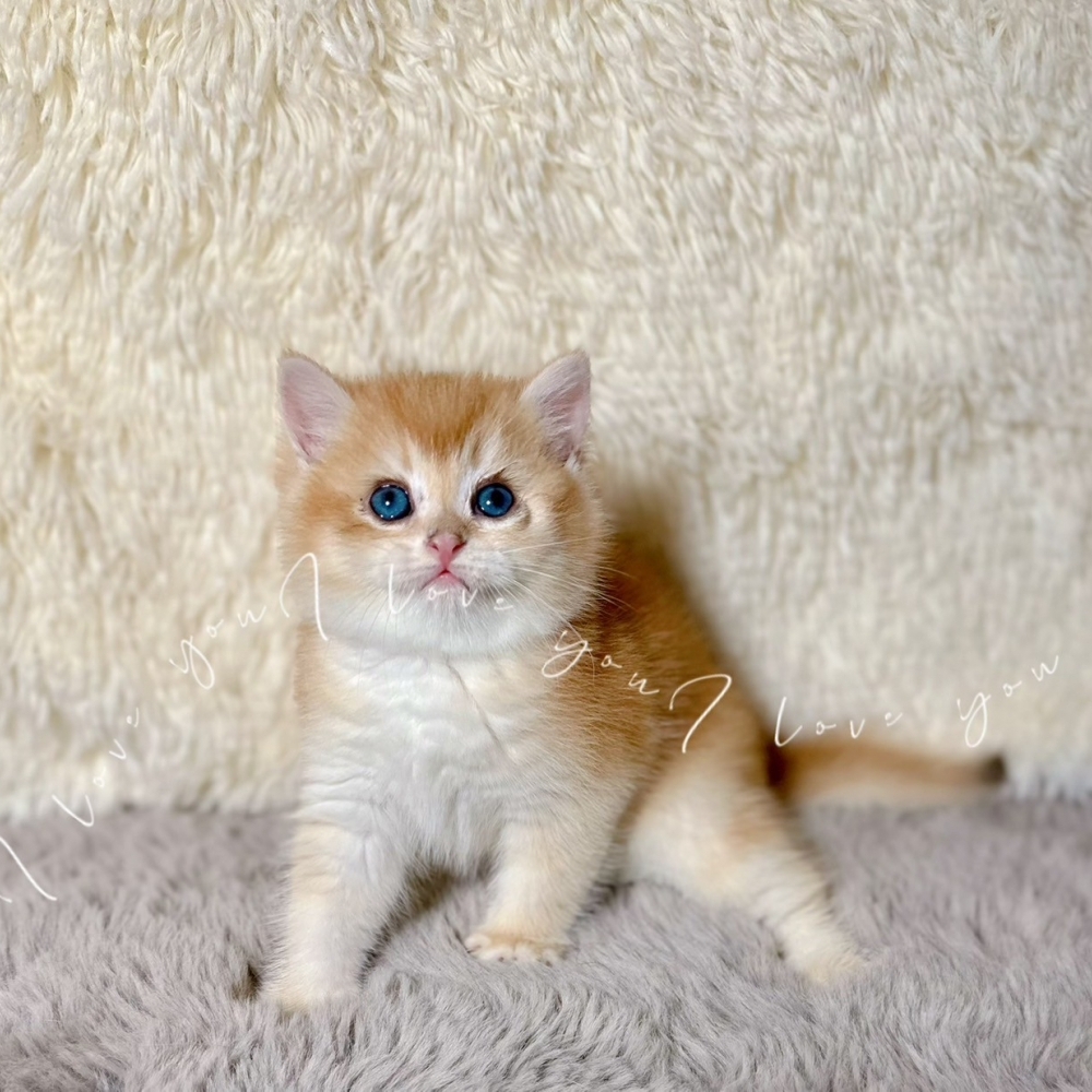 金漸層弟弟(已有家)