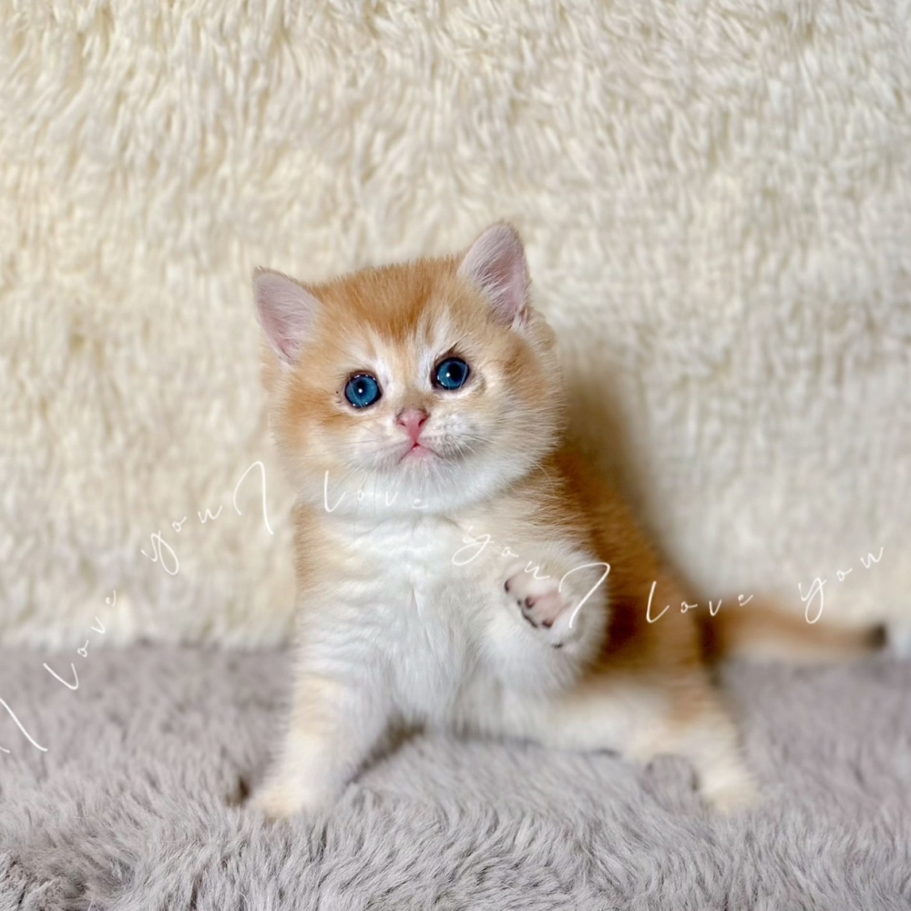 金漸層弟弟(已有家)