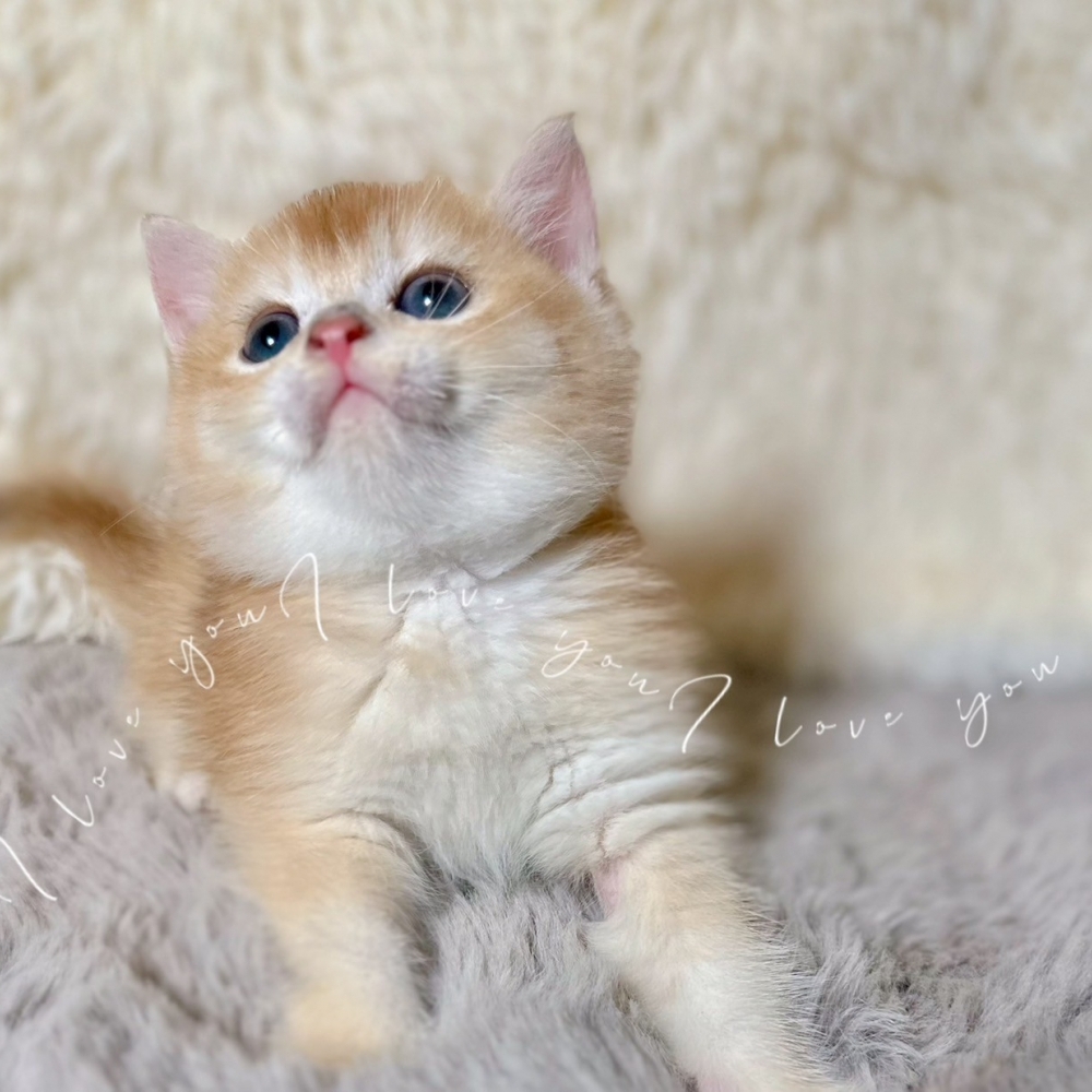 金漸層妹妹(已有家)