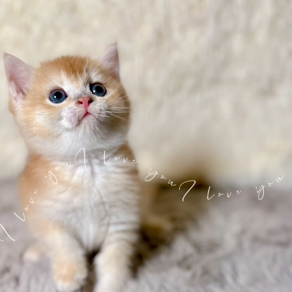 金漸層妹妹(已有家)