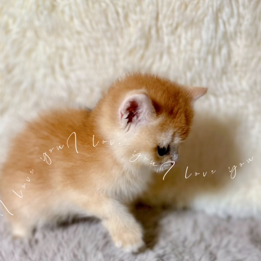 金漸層妹妹(已有家)