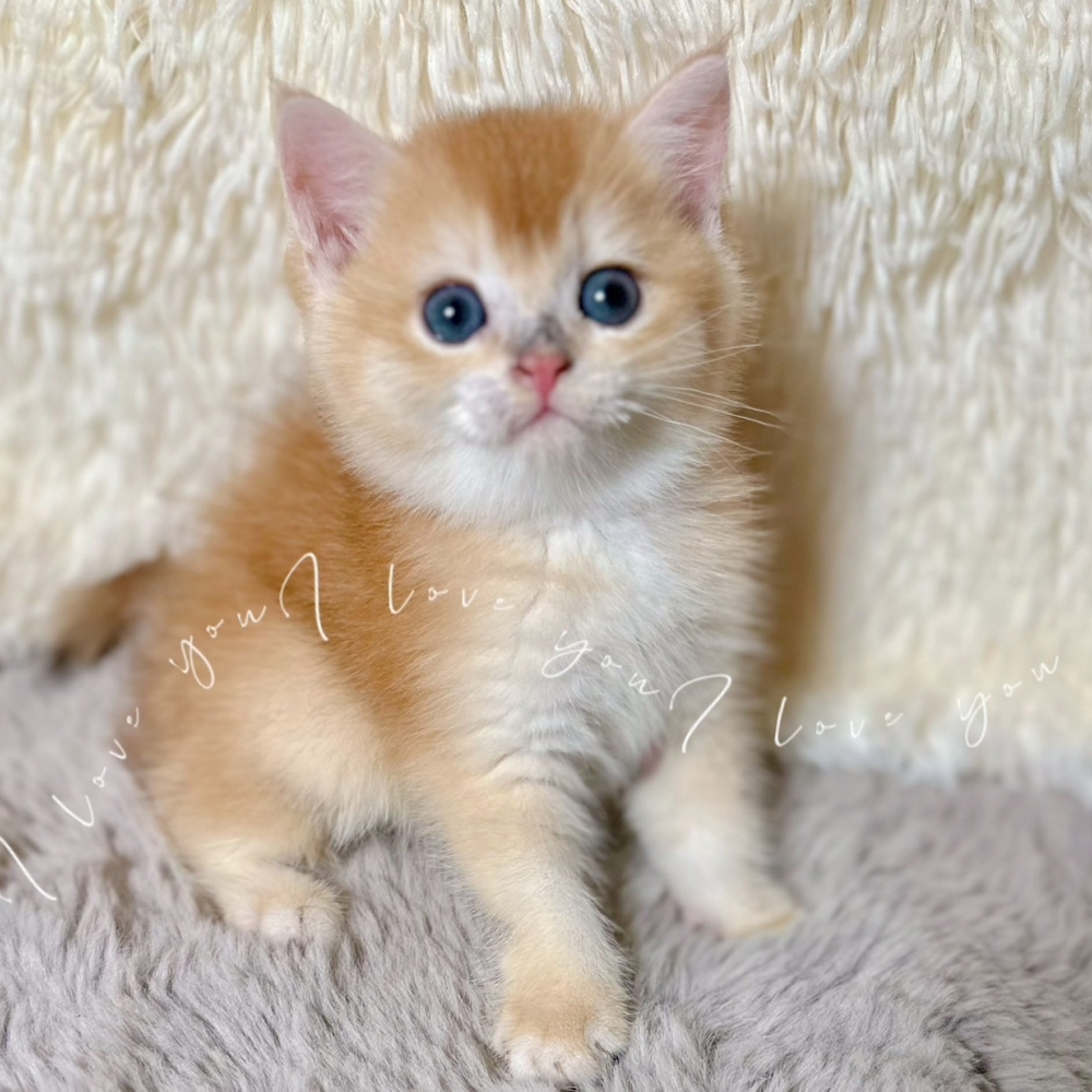 金漸層妹妹(已有家)