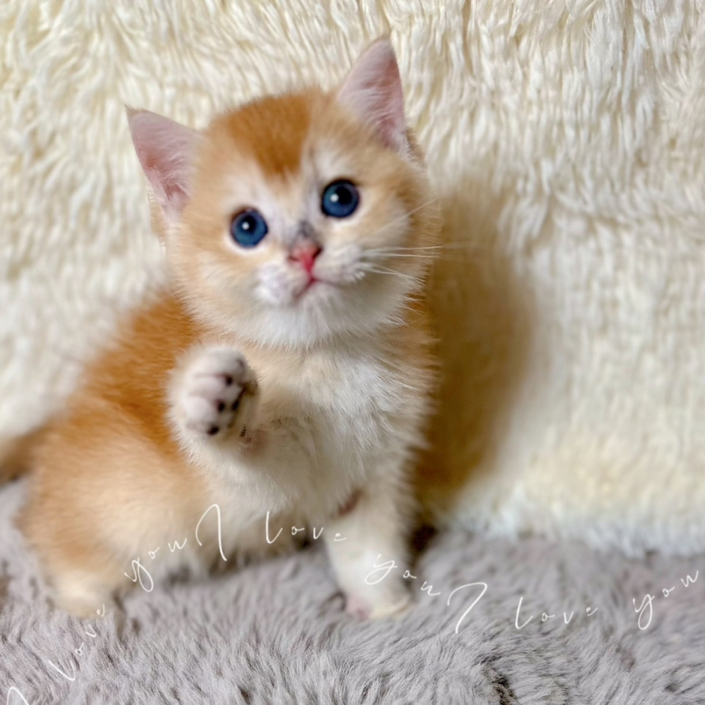 金漸層妹妹(已有家)