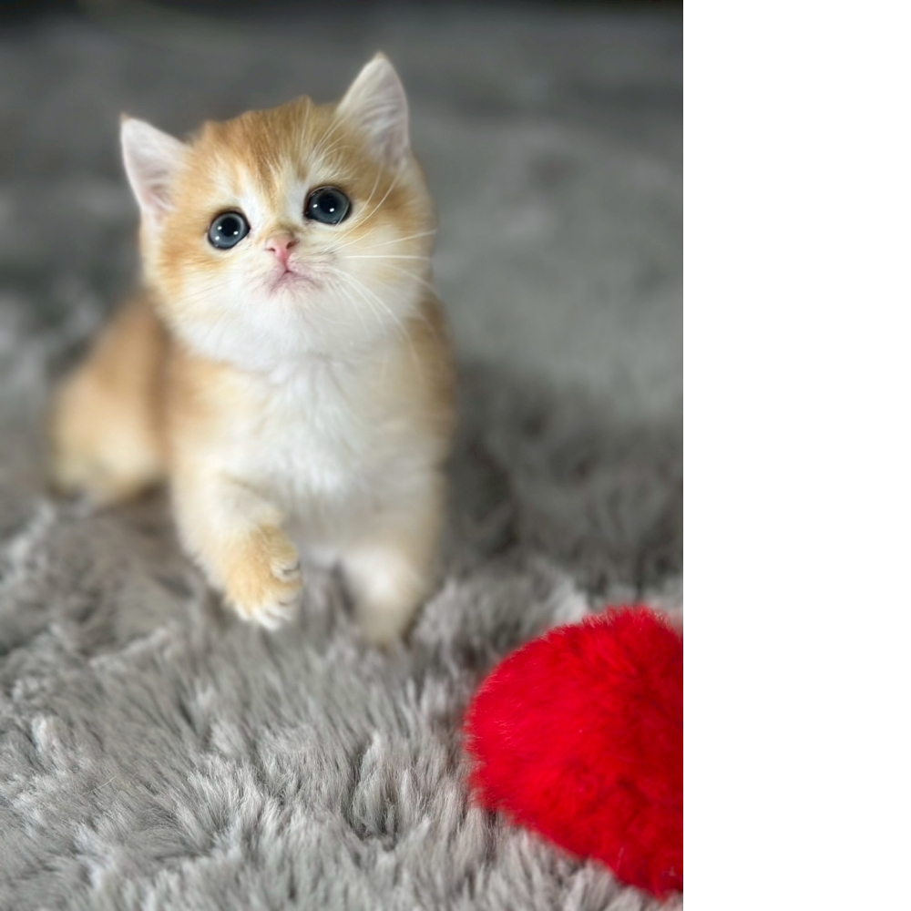 12色金漸層妹妹(已有家長)