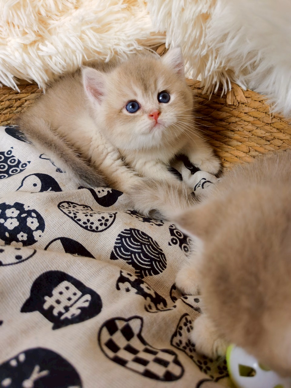 藍金弟弟(已找到家)