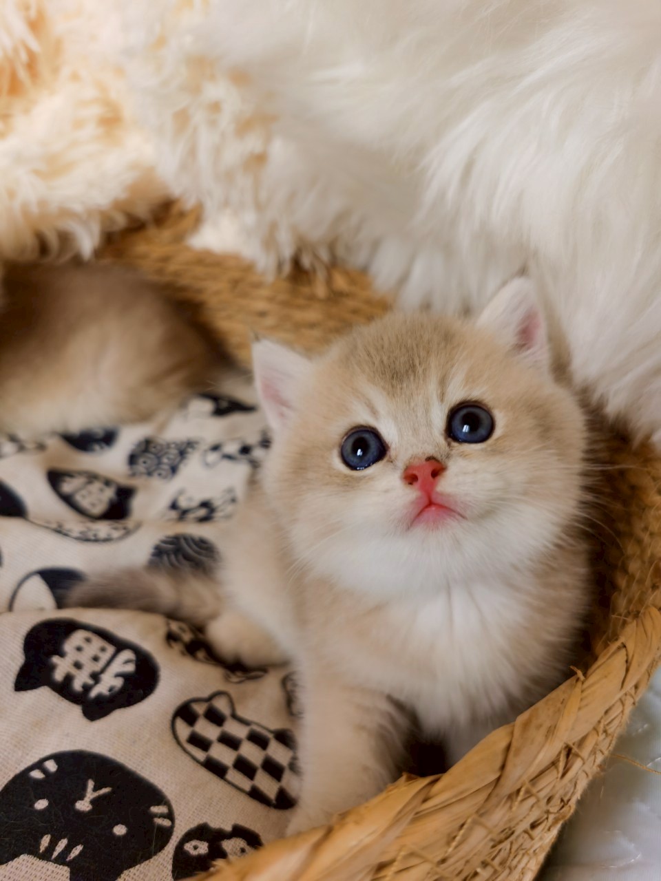 藍金妹妹(已有家)