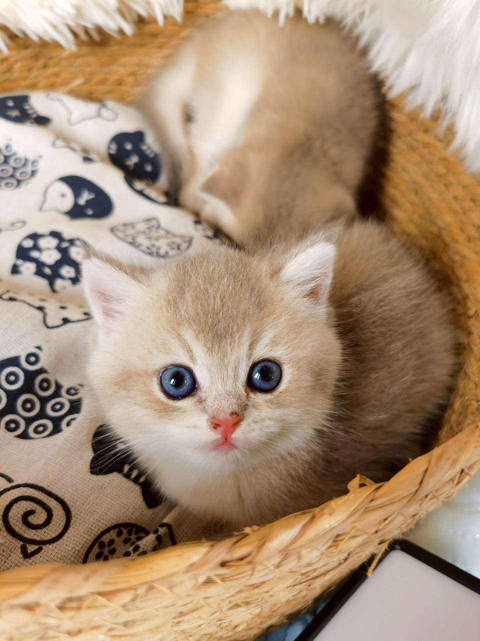 藍金妹妹(已有家)