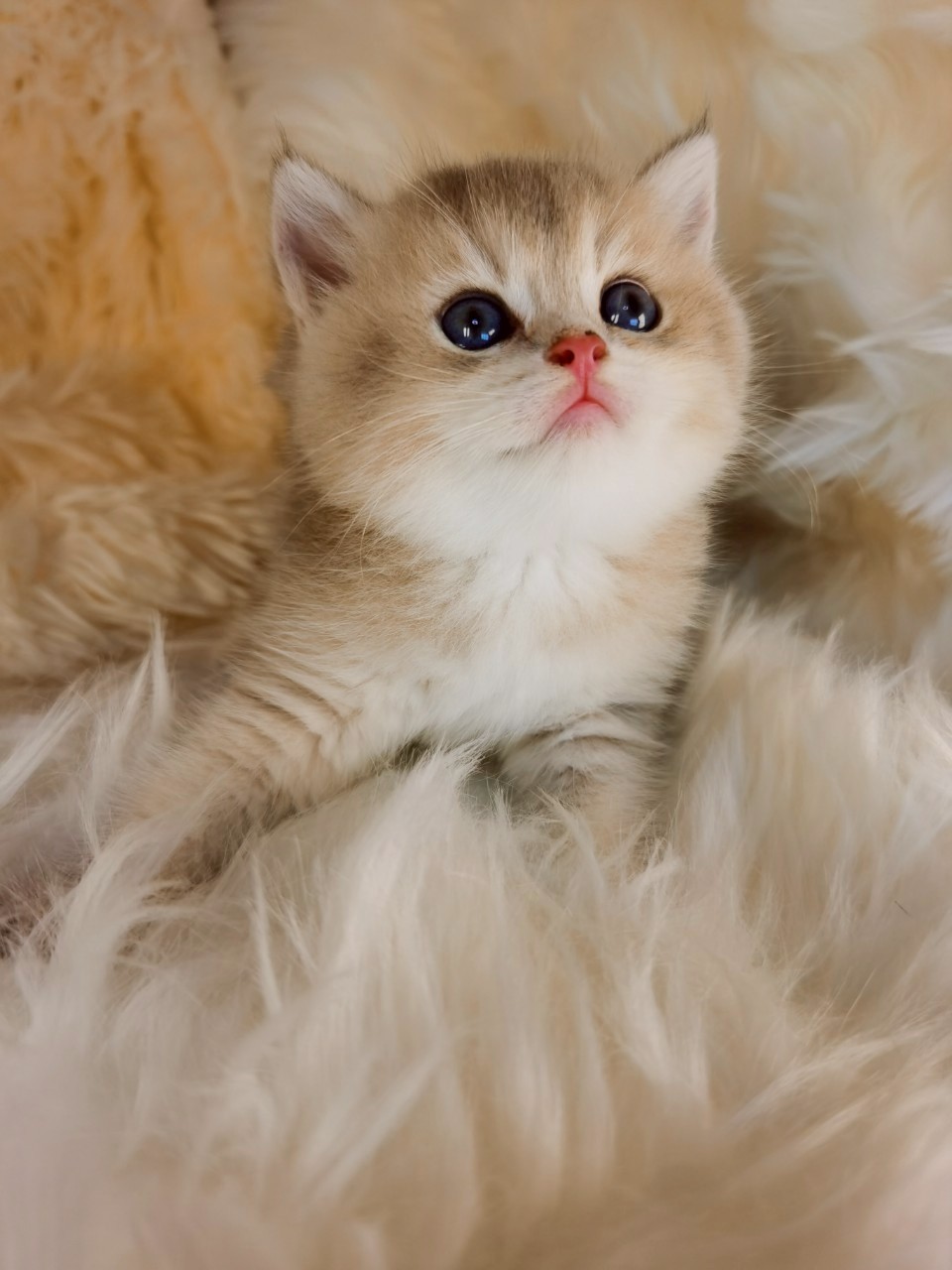 藍金妹妹(已有家)