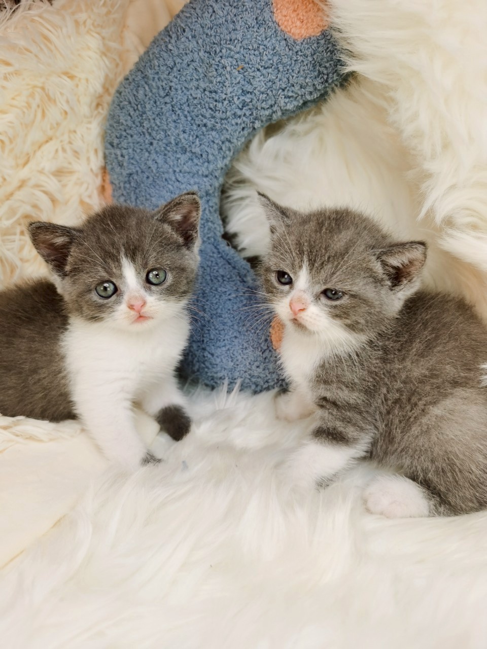 藍白妹妹（非標）已有家