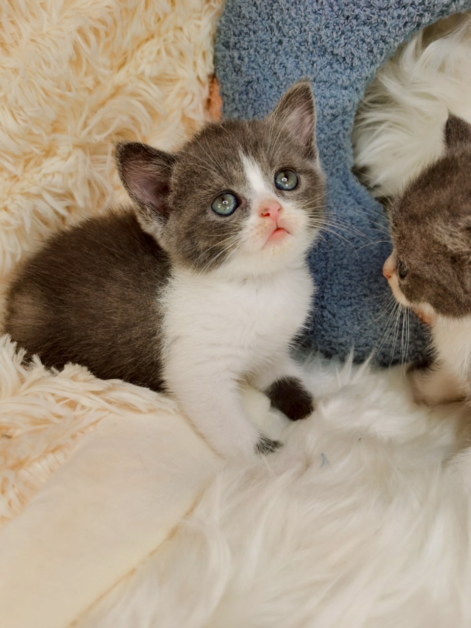 藍白妹妹（非標）已有家