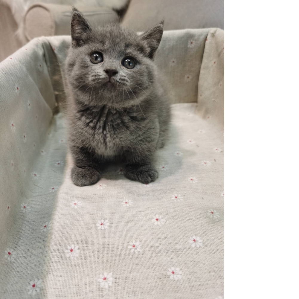 純藍曼赤肯妹妹