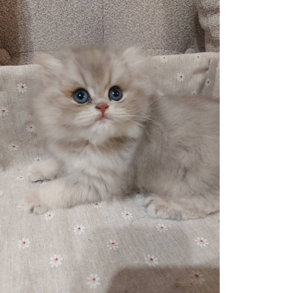 藍金加白弟弟(已有家)