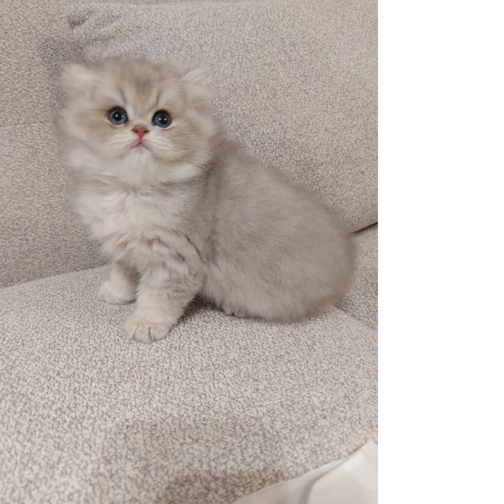 藍金加白弟弟(已有家)