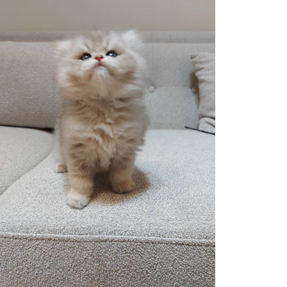 藍金加白弟弟(已有家)