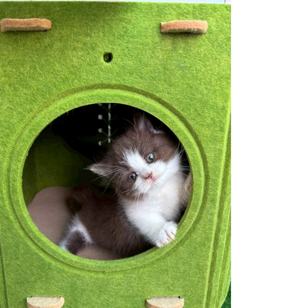 巧克力賓士曼赤肯妹妹（已有家）